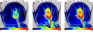 Images de la perfusion d’une oreille - Néovascularisation/Angiogenèse